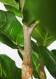 Le Present Fiddle Leaf Fig Green 84" Faux Botanical-3