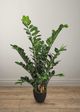 Le Present Zamioculcas Green 39.5" Faux Botanical Cylindrica-3