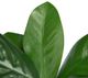 A & B Home Green Magnolia Stem-1