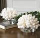 Uttermost® Hard 2-Piece Cream Coral Sculpture Set-2
