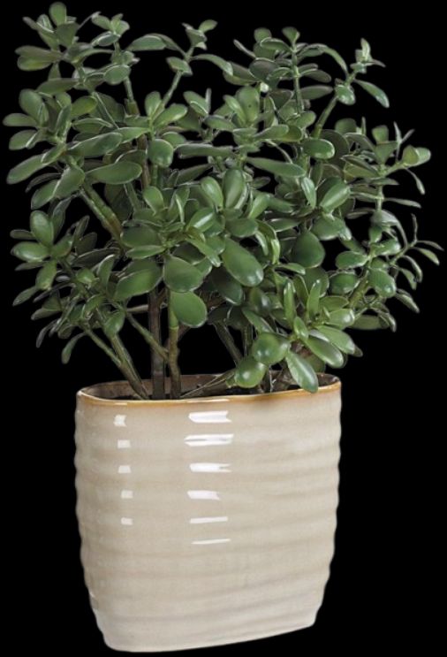 Uttermost® Crassula Jade Green Accent Plant-0