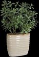 Uttermost® Crassula Jade Green Accent Plant-0