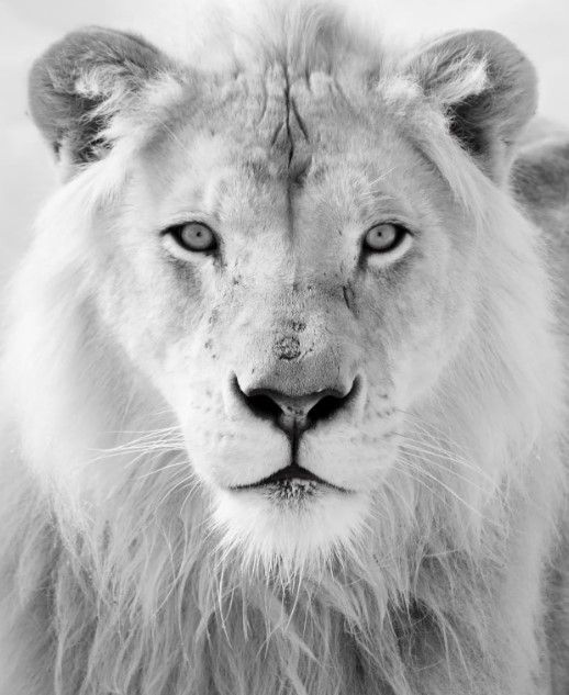 Classy Art Black/White Lion Wall Art-0