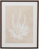 Bassett Mirror Cystoseira Ericoides Beige Framed Print-0