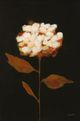 StyleCraft Fade to Fall II Wall Art-1