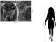 Classy Living Bison Duo Wall Art-2