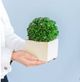 A & B Home Green Medium Faux Boxwood Boxed Topiary-3