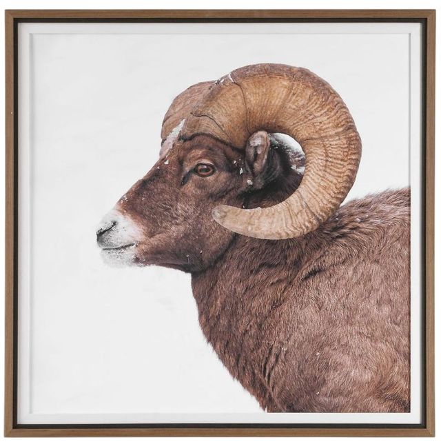 Uttermost® Big Horn Sheep Framed Print-0