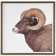 Uttermost® Big Horn Sheep Framed Print-0