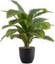 Monarch Specialties Inc. Green/Black 17" Artificial Potted Dracaena-0