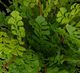Uttermost® Maidenhair Fern Green Accent in Oxidized Container-2