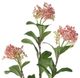 A & B Home Pink Fruit Spray-1