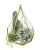 Classy Living Grace Popp Wild Terrarium IV Wall Art-2