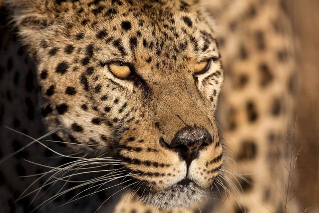 Classy Art Cheetah Stare by Jimmy’z Wall Art-0