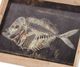 A & B Home 2-Piece Brown Skeleton Print Tray Set-2