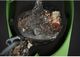GE® 0.5 HP Continuous Feed Green Garbage Disposal-5