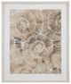 Bassett Mirror Fossil Nautilus I Framed Print-0