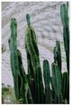 A & B Home 2-Piece Green Twin Cacti Print Wall Art Set-2