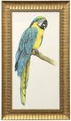 Stylecraft Teal Macaw I Blue/Yellow Wall Art-0