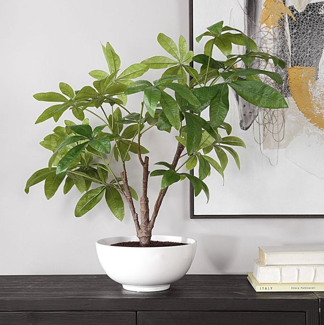 Uttermost® Pachira Money Lush Green Tree-4