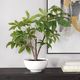 Uttermost® Pachira Money Lush Green Tree-4