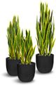 Le Present Sanseveria Green And Yellow Faux Botanical-1