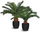 Le Present Cycas Green Faux Botanical-1