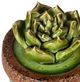 A & B Home Brown/Green 5" Ceramics Plant Decorative Object-3