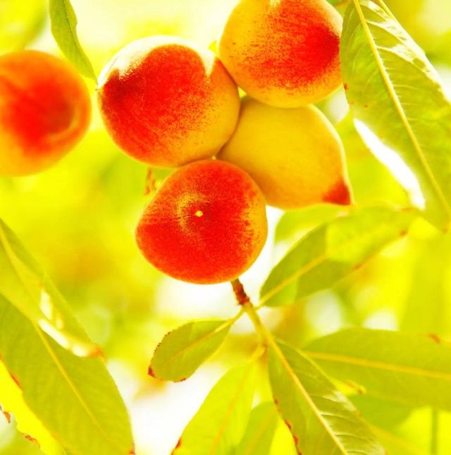 Classy Art Peach Tree Wall Art-0