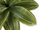 Monarch Specialties Inc. Green/Black 17" Artificial Potted Dracaena-2