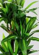 Le Present Grass Green Faux Botanical-1