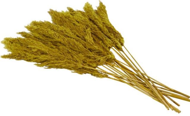Deco Marche Yellow Dried Plant Pampas Grass Natural Foliage with Long Stems-1
