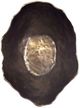 Uttermost® Obscura Dark Bronze Indoor-Outdoor Bowl-4