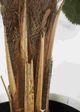 Le Present Licuala Green 54" Faux Botanical Grandis-2