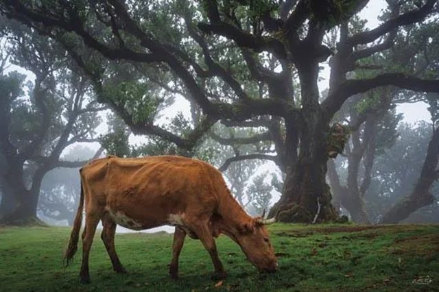 Classy Art Cow in the Fog by Martin Podt Wall Art-0