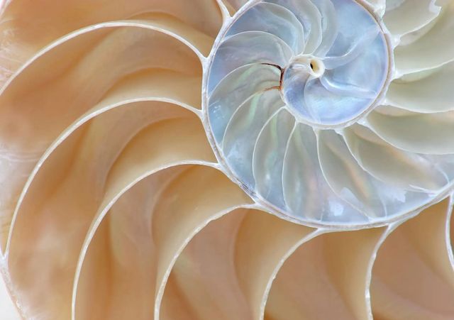 Classy Art Nautilus Shell Wall Art-0