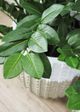 Le Present Zamioculcas Green Faux Botanical Cylindrica-2