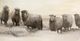 Stylecraft Winter Sheeps I Beige/Black Wall Art-1