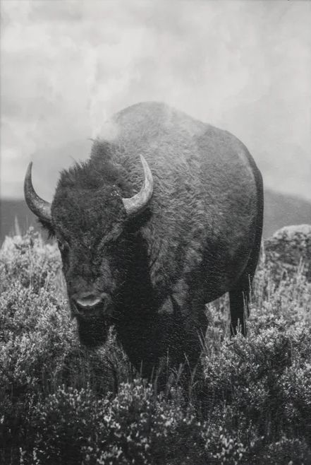 Stylecraft Wandering Bison II Wall Art-1