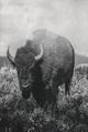 Stylecraft Wandering Bison II Wall Art-1