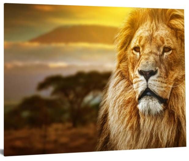 Classy Art Lion Safari Wall Art-1