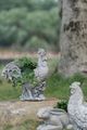 A & B Home Gray Manon Rooster Planter-3