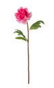 A & B Home Fuchsia Fabric Peony Stem-0
