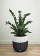 Le Present Zamioculcas Green 35.5" Faux Botanical Cylindrica-5