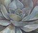 Stylecraft Norman Wyatt Home Rustic Suculent Wall Art-1