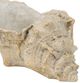 A & B Home Beige Medium Cement Seashell Planter-3