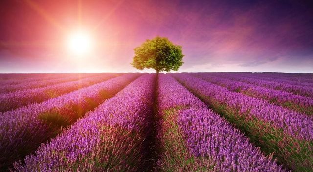Classy Art Purple Rows Wall Art-0