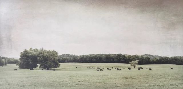 Stylecraft Cow Prarie Gray/Green/Light Green Wall Art-1