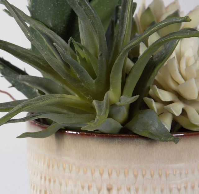 Uttermost® Seaside 2-Piece Neutral Tan Succulents Set-4