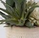 Uttermost® Seaside 2-Piece Neutral Tan Succulents Set-4
